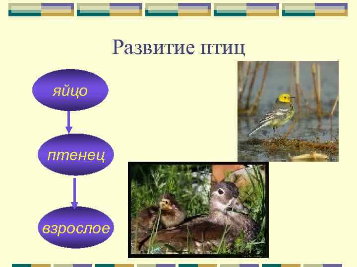   Развитие птиц яйцо  птенец  взрослое 