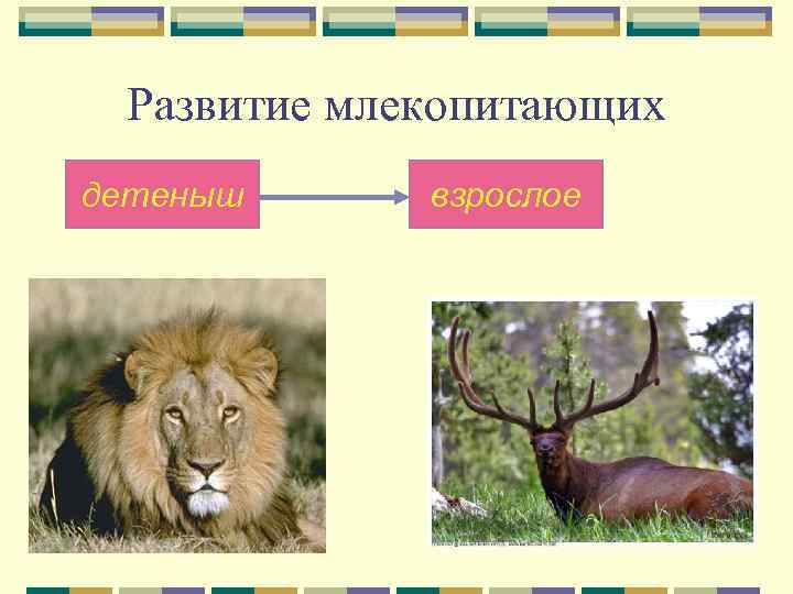  Развитие млекопитающих детеныш взрослое 