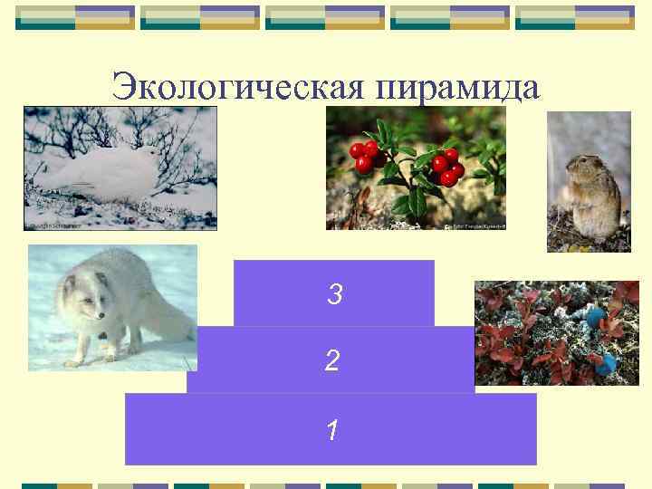 Экологическая пирамида    3  2  1 