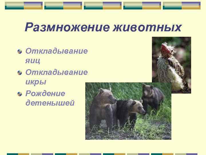 Размножение животных Откладывание яиц Откладывание икры Рождение детенышей 