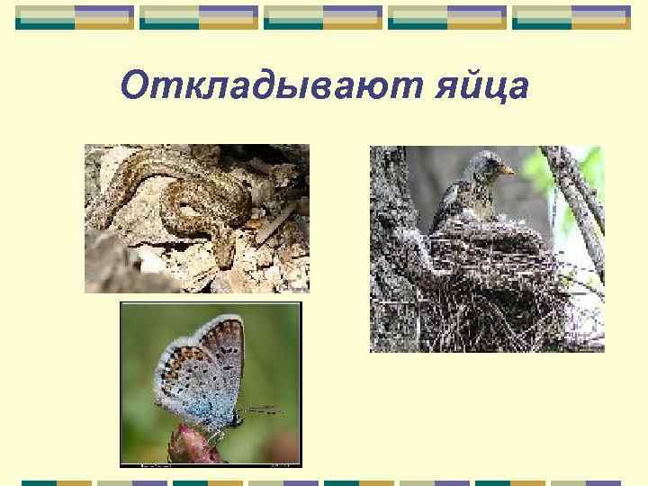 Откладывают яйца 