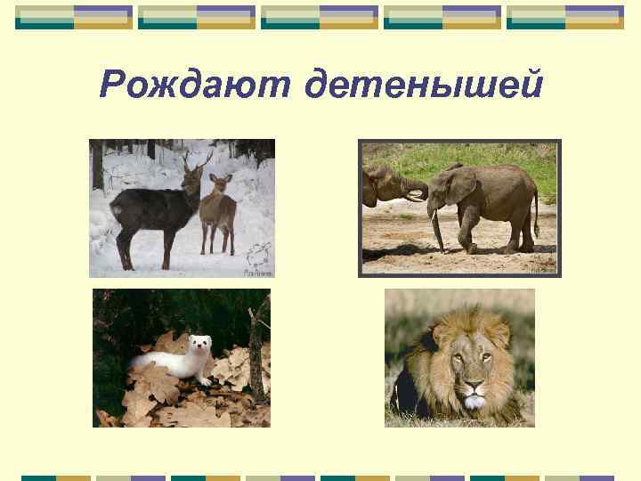 Рождают детенышей 