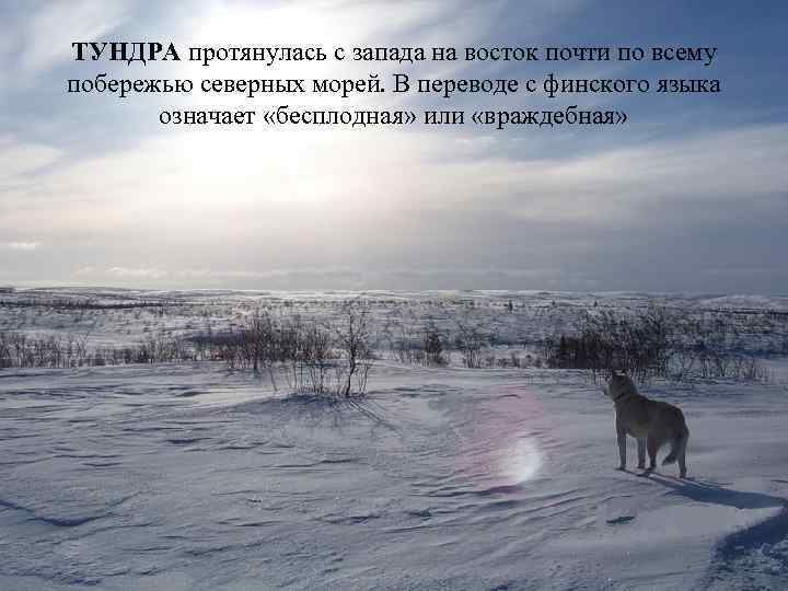 ТУНДРА протянулась с запада на восток почти по всему побережью северных морей. В переводе