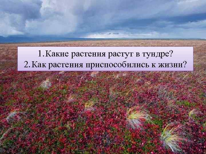   1. Какие растения растут в тундре? 2. Как растения приспособились к жизни?