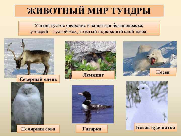  ЖИВОТНЫЙ МИР ТУНДРЫ  У птиц густое оперение и защитная белая окраска, у