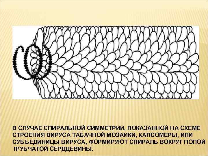 В СЛУЧАЕ СПИРАЛЬНОЙ СИММЕТРИИ, ПОКАЗАННОЙ НА СХЕМЕ СТРОЕНИЯ ВИРУСА ТАБАЧНОЙ МОЗАИКИ, КАПСОМЕРЫ, ИЛИ СУБЪЕДИНИЦЫ