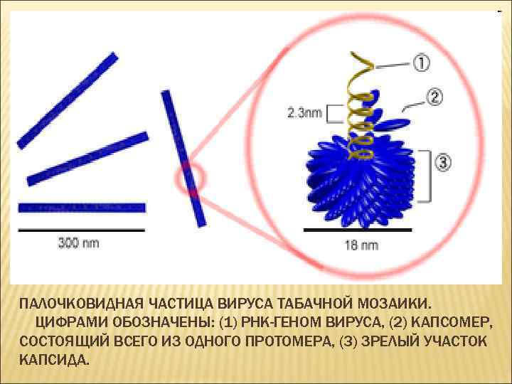 Вирус табачной мозаики фото под микроскопом