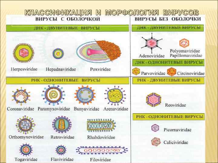 КЛАССИФИКАЦИЯ И МОРФОЛОГИЯ ВИРУСОВ 