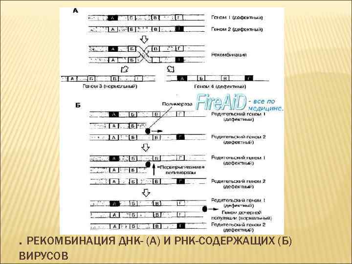 . РЕКОМБИНАЦИЯ ДНК- (А) И РНК-СОДЕРЖАЩИХ (Б) ВИРУСОВ 