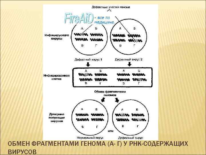 ОБМЕН ФРАГМЕНТАМИ ГЕНОМА (А- Г) У РНК-СОДЕРЖАЩИХ ВИРУСОВ 