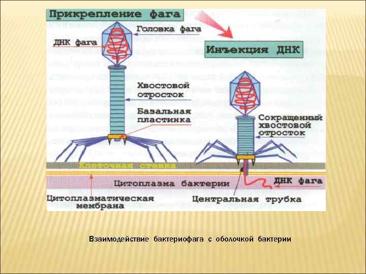 Взаимодействие бактериофага с оболочкой бактерии 