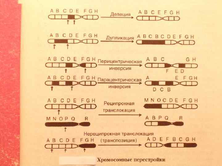 Появление генов