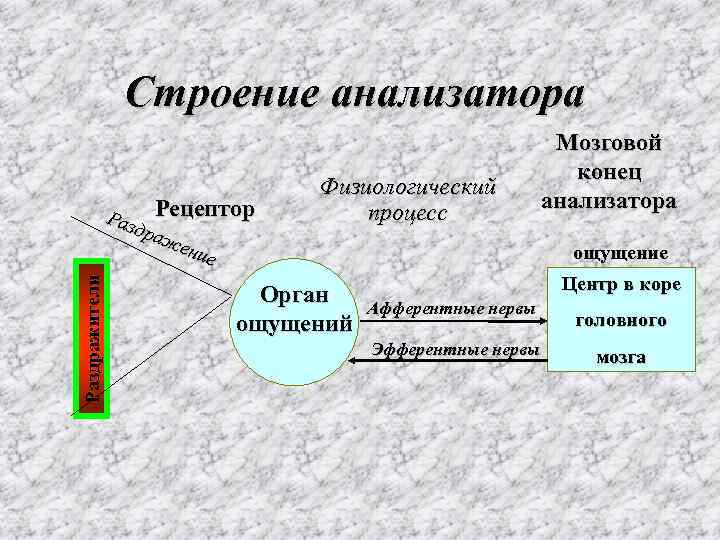     Строение анализатора     Мозговой   