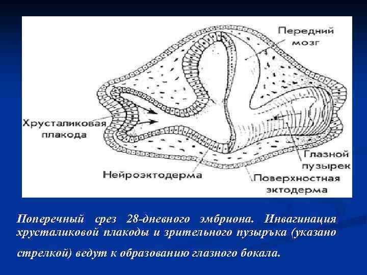 Поперечный срез 28 -дневного эмбриона. Инвагинация хрусталиковой плакоды и зрительного пузыръка (указано стрелкой) ведут