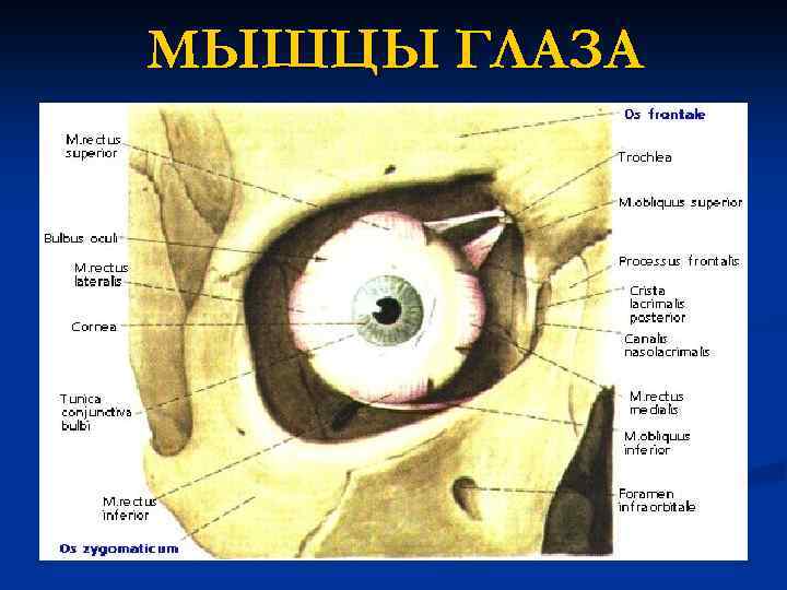 Мышцы глаза схема