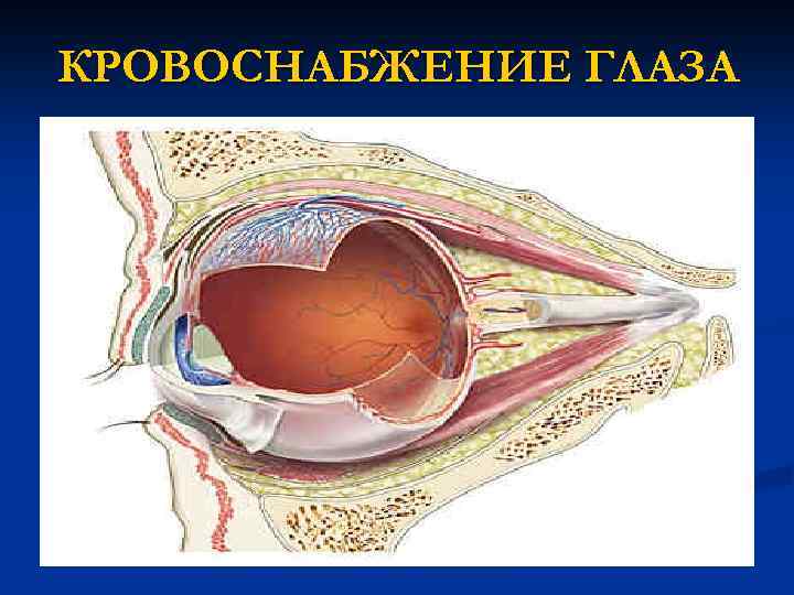 КРОВОСНАБЖЕНИЕ ГЛАЗА 