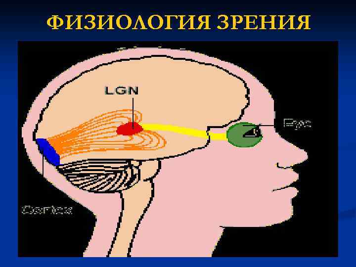 ФИЗИОЛОГИЯ ЗРЕНИЯ 