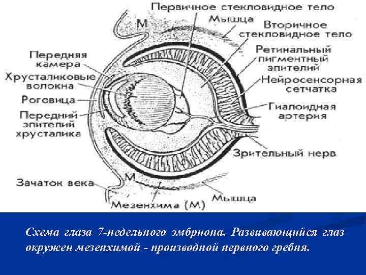 Схема глаза 7 -недельного эмбриона. Развивающийся глаз окружен мезенхимой - производной нервного гребня. 