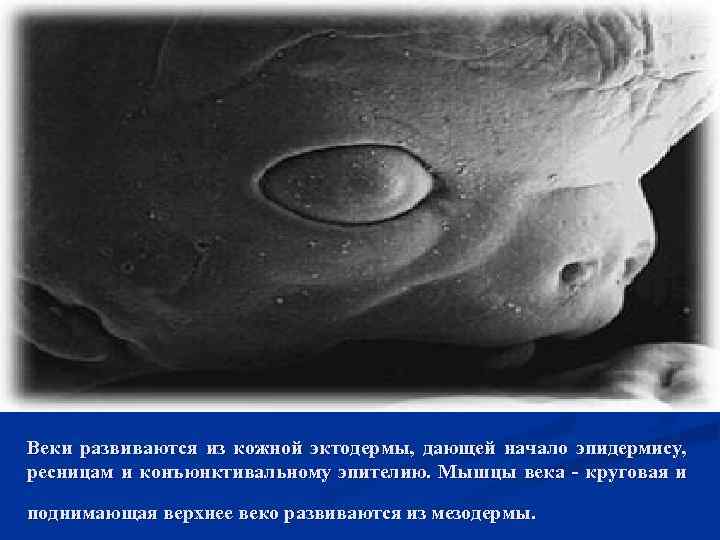 Веки развиваются из кожной эктодермы, дающей начало эпидермису, ресницам и конъюнктивальному эпителию. Мышцы века