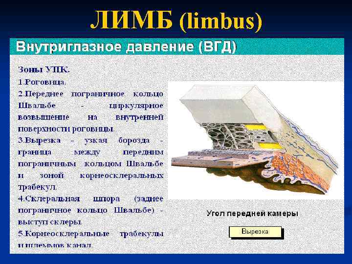 ЛИМБ (limbus) 