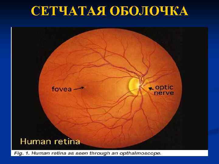 CЕТЧАТАЯ ОБОЛОЧКА 