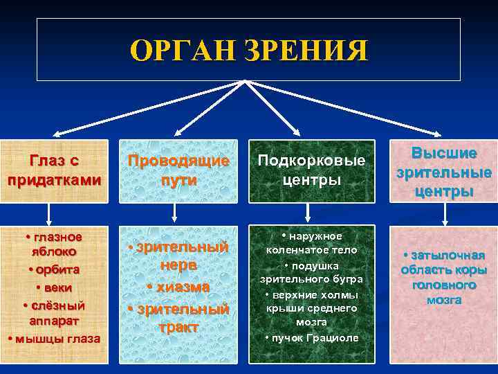 ОРГАН ЗРЕНИЯ Глаз с придатками • глазное яблоко • орбита • веки • слёзный