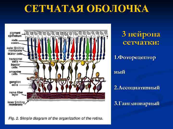 CЕТЧАТАЯ ОБОЛОЧКА 3 нейрона сетчатки: 1. Фоторецептор ный 2. Ассоциативный 3. Ганглионарный 