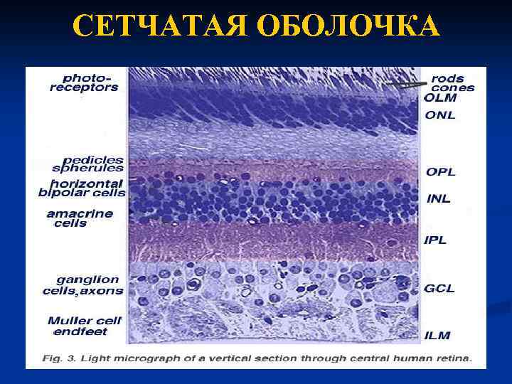 CЕТЧАТАЯ ОБОЛОЧКА 