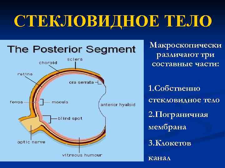 СТЕКЛОВИДНОЕ ТЕЛО Макроскопически различают три составные части: 1. Собственно стекловидное тело 2. Пограничная мембрана