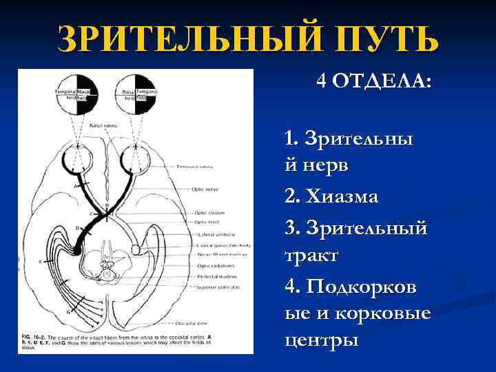 ЗРИТЕЛЬНЫЙ ПУТЬ 4 ОТДЕЛА: 1. Зрительны й нерв 2. Хиазма 3. Зрительный тракт 4.