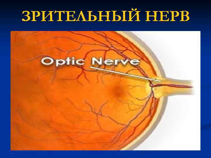 ЗРИТЕЛЬНЫЙ НЕРВ 