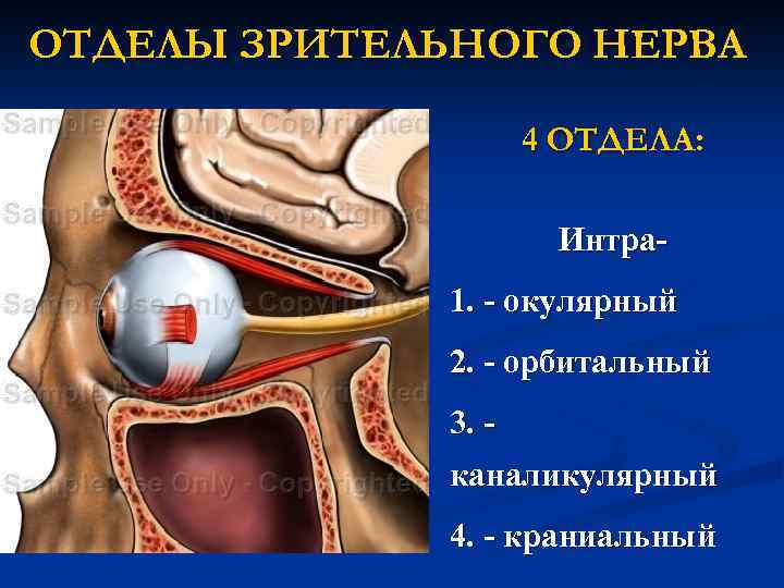 ОТДЕЛЫ ЗРИТЕЛЬНОГО НЕРВА 4 ОТДЕЛА: Интра- 1. - окулярный 2. - орбитальный 3. каналикулярный