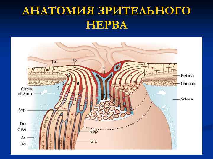 АНАТОМИЯ ЗРИТЕЛЬНОГО НЕРВА 