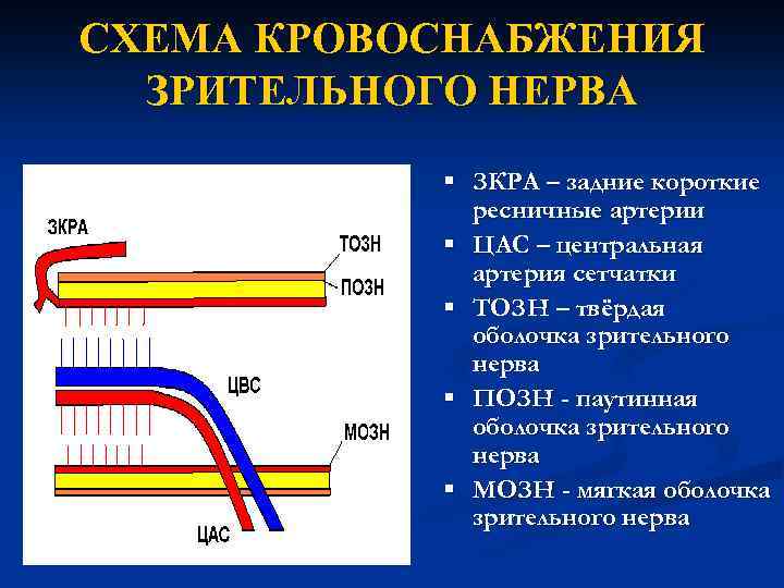 СХЕМА КРОВОСНАБЖЕНИЯ ЗРИТЕЛЬНОГО НЕРВА § ЗКРА – задние короткие ресничные артерии § ЦАС –