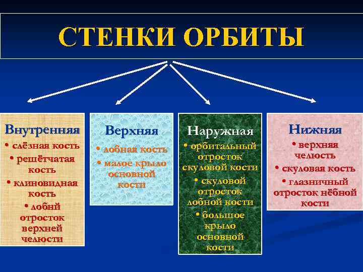 СТЕНКИ ОРБИТЫ Внутренняя • слёзная кость • решётчатая кость • клиновидная кость • лобнй