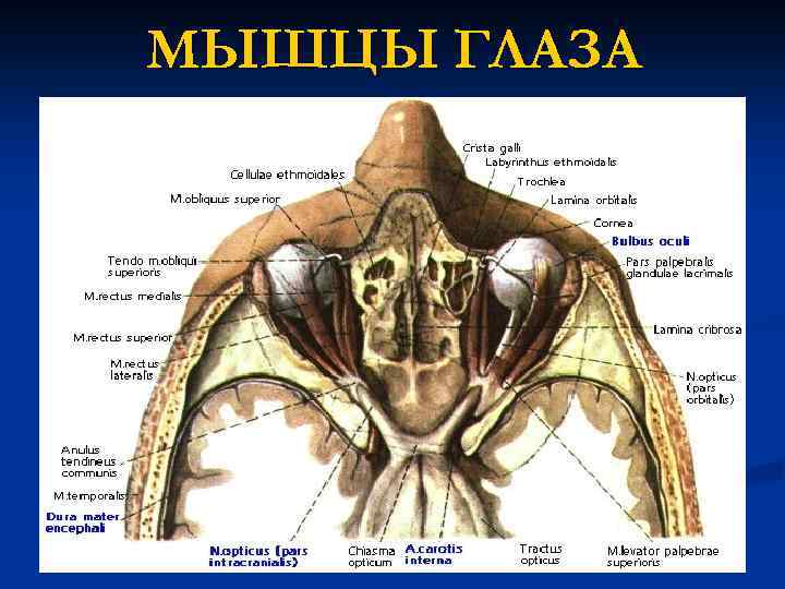 МЫШЦЫ ГЛАЗА 