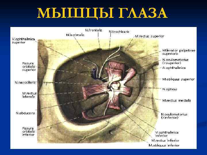 МЫШЦЫ ГЛАЗА 