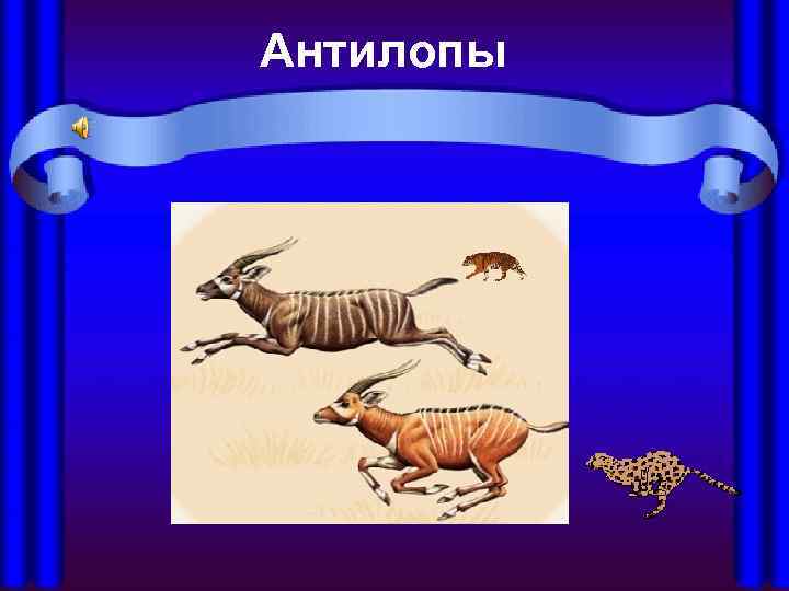 Антилопы 