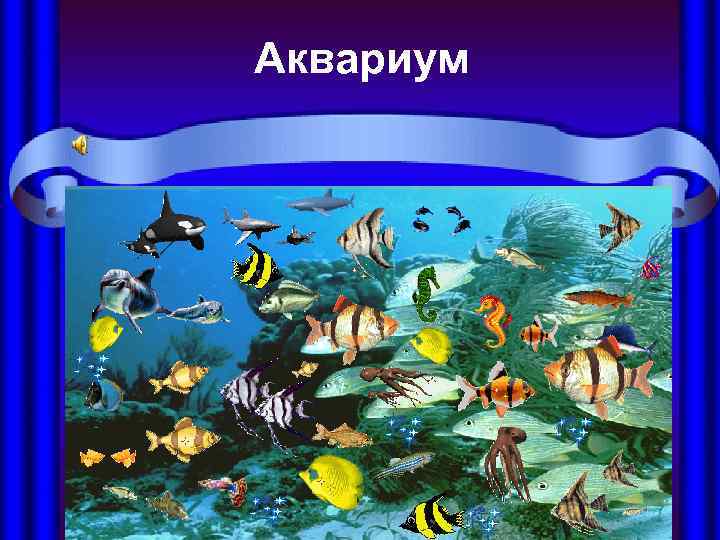 Аквариум 