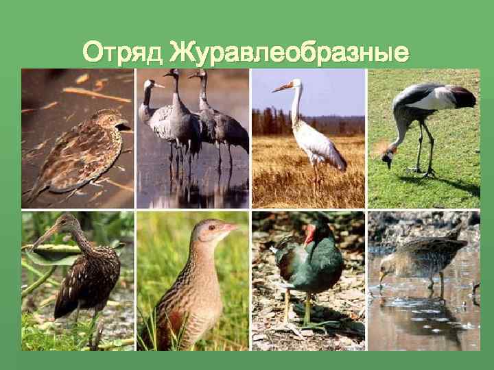 Отряд Журавлеобразные 