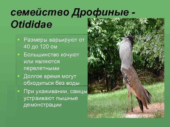 семейство Дрофиные - Otididae § Размеры варьируют от  40 до 120 см §