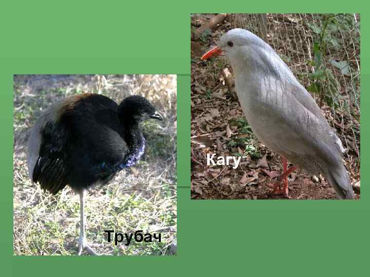    Кагу  Трубач 