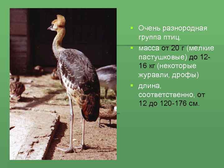 § Очень разнородная  группа птиц. § масса от 20 г (мелкие  пастушковые)