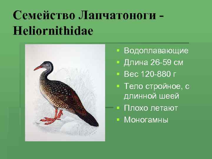 Семейство Лапчатоноги - Heliornithidae    § Водоплавающие    § Длина