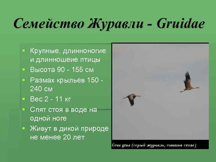 Семейство Журавли - Gruidae § Крупные, длинноногие  и длинношеие птицы § Высота 90