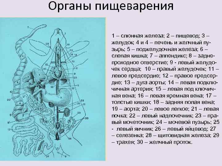 Органы пищеварения  1 – слюнная железа; 2 – пищевод; 3 –  