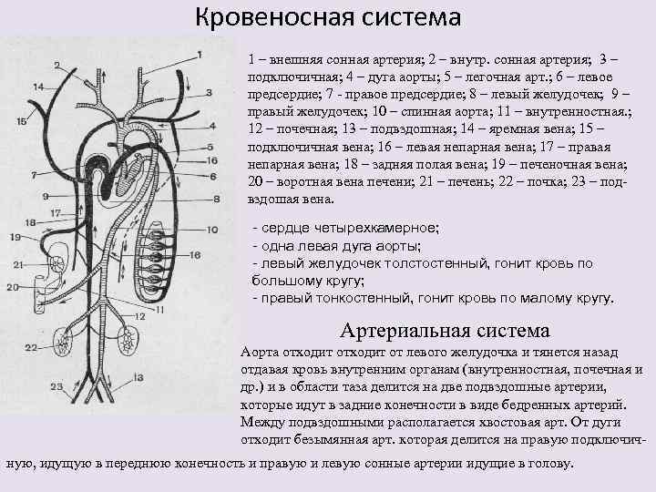       Кровеносная система      1