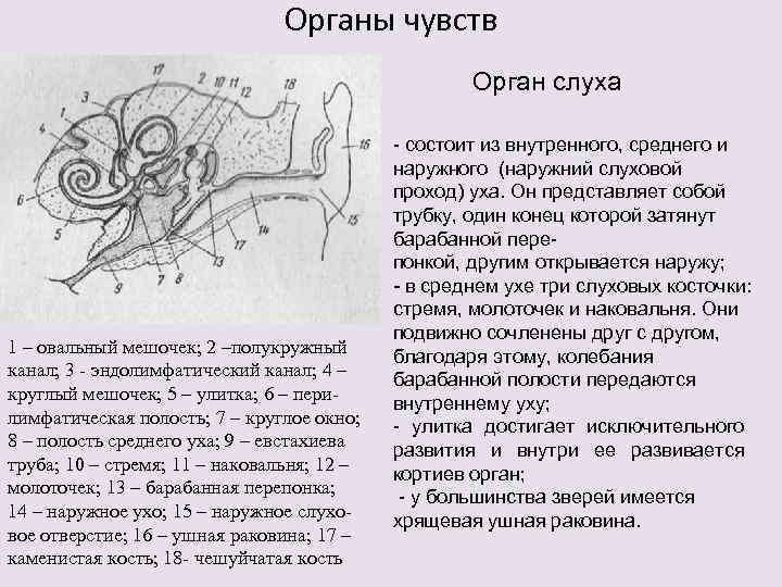 Как пишется наружные или наружние