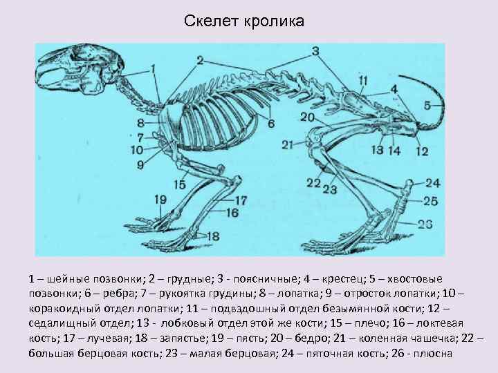 Скелет кролика рисунок