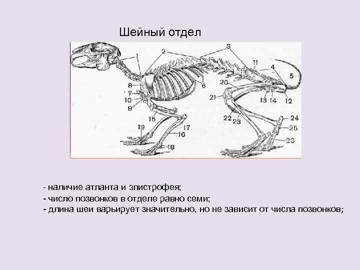 Сколько позвонков у земноводных